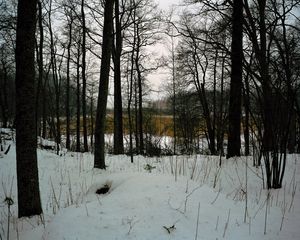 Pond